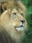 reflexion of lion